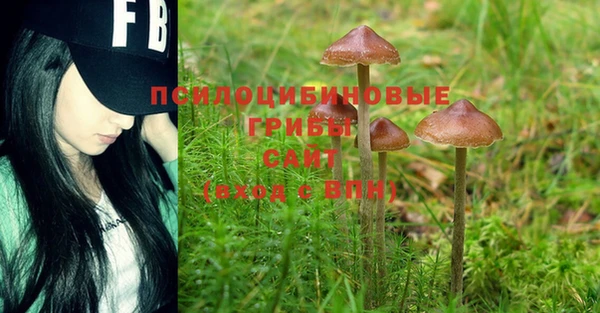 PSILOCYBIN Верея